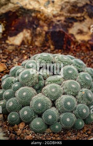 Primo piano verticale della Mammillaria parkinsonii. Foto Stock