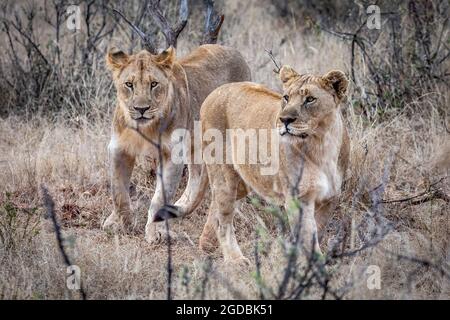 Due leoni femminili sul prowl nella riserva di Madekwi Foto Stock