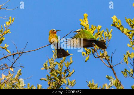 Nella riserva di Madekwi si mangiano le api con la facciata bianca Foto Stock