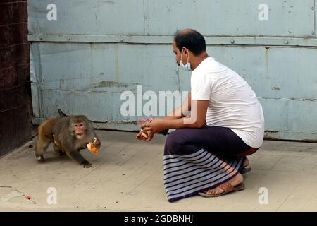 Dhaka, Bangladesh. 12 agosto 2021. I macachi giapponesi sono alimentati da un visitatore, che cammina per le strade di Gandaria in mezzo alla pandemia di Covid-19. Il macaco giapponese o macaco rosso-fronted è una specie di primate, che vive in foreste e montagne, che sono migrati in città e vivono con gli esseri umani in cerca di cibo. Il 12 agosto 2021 a Dhaka, Bangladesh. Foto di Habibur Rahman/Eyepix/ABACAPRESS.COM Credit: Abaca Press/Alamy Live News Foto Stock