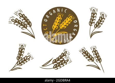 Orecchie di grano, orzo o segale icona. Pane, simbolo della panetteria. Illustrazione vettoriale Illustrazione Vettoriale