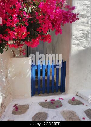 Una vecchia porta blu con bougainvillea nel centro storico sull'isola greca di Sikinos Foto Stock