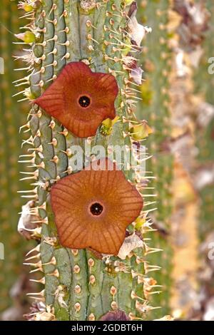 Hoodia gordonii, cappello di Bushman Foto Stock