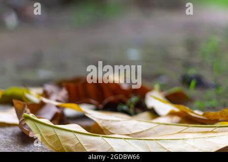 Tabebuia pianta foglie che sono caduti, cadono a terra, brunastro, larga superficie fogliare Foto Stock