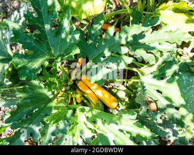 vista dall'alto delle zucchine gialle mature nel giardino di casa nella soleggiata giornata estiva Foto Stock