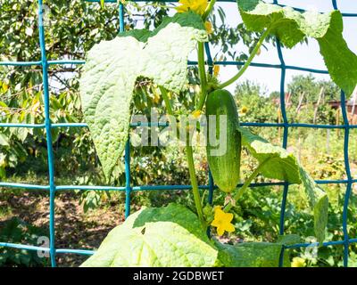 cetriolo maturo sulla rete nel giardino di casa in villaggio sulla soleggiata giornata estiva Foto Stock