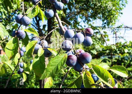 prugne mature sul ramo primo piano in giardino di casa in villaggio sulla soleggiata giornata estiva Foto Stock
