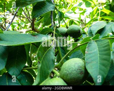 noce verde chiocciolata sull'albero nel giardino di casa in estate Foto Stock