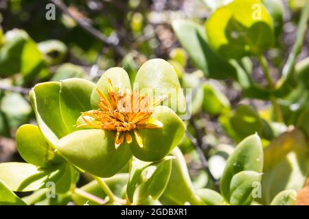 Un cespuglio semi-succulente chiamato cespuglio di insalata spinosa, Didelta Spinosa, in fiore, nell'arido Succulent Karoo Biome della Riserva Naturale Goegap, Springbok, Foto Stock