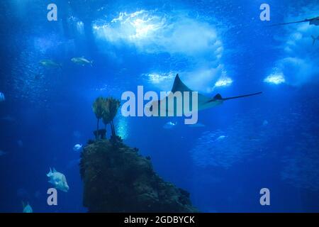 Pesce diavolo (Mobula mobular), conosciuto anche come il raggio gigante del diavolo. Foto Stock