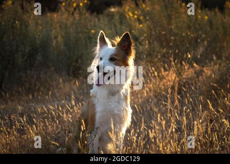 Un Collie di confine nel campo, circondato da alberi e dandogli i raggi del sole Foto Stock