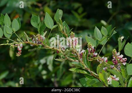 American arachide, Apios americana Foto Stock