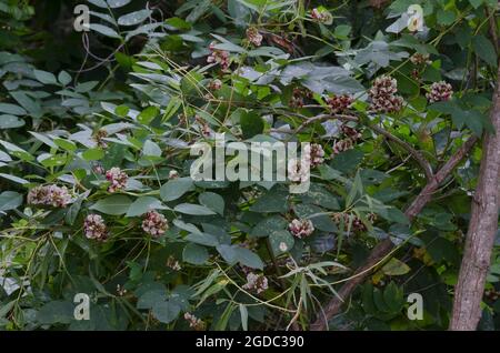 American arachide, Apios americana Foto Stock