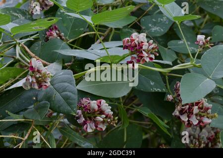 American arachide, Apios americana Foto Stock