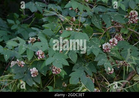 American arachide, Apios americana Foto Stock