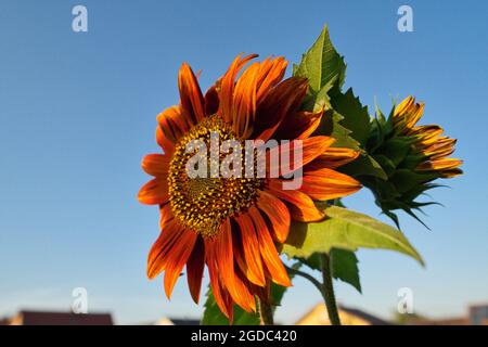 Girasole rosso decorativo singolo su sfondo blu cielo Foto Stock
