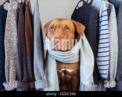 Amabile, puppy grazioso di colore di cioccolato. Primo piano, interno. Luce diurna. Animali e moda. Concetto di cura, educazione, formazione obbedienza, educazione alla formazione Foto Stock