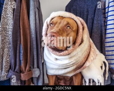 Amabile, puppy grazioso di colore di cioccolato. Primo piano, interno. Luce diurna. Animali e moda. Concetto di cura, educazione, formazione obbedienza, educazione alla formazione Foto Stock