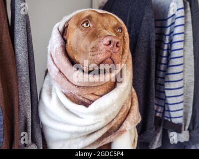 Amabile, puppy grazioso di colore di cioccolato. Primo piano, interno. Luce diurna. Animali e moda. Concetto di cura, educazione, formazione obbedienza, educazione alla formazione Foto Stock