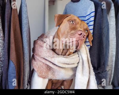 Amabile, puppy grazioso di colore di cioccolato. Primo piano, interno. Luce diurna. Animali e moda. Concetto di cura, educazione, formazione obbedienza, educazione alla formazione Foto Stock