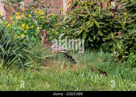 Un ritratto di un'anatra madre o padre che cammina in giro in un'erba alta con i suoi piccoli anatroccoli o pulcini. La prole sta camminando dietro il p Foto Stock