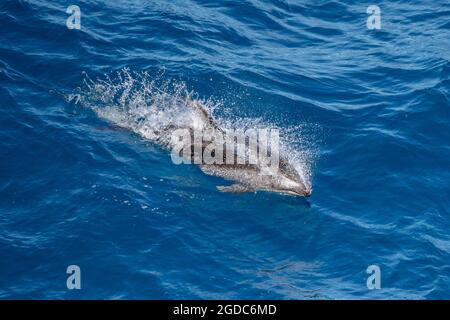 Pacific White-sided Dolphin surf nel Pacifico Foto Stock