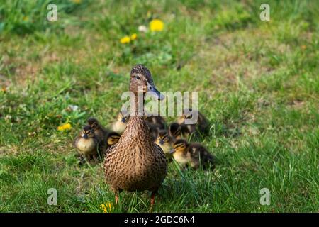 Un ritratto di un'anatra madre o padre che cammina con i suoi piccoli anatroccoli o pulcini. La prole sta camminando dietro il genitore. Foto Stock