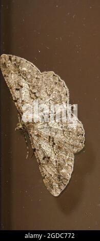 Primo piano di una grande falda di bellezza del salice (Peribatodes romboidaria) che riposa su una finestra di vetro Foto Stock