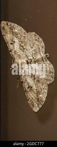 Primo piano di una grande falda di bellezza del salice (Peribatodes romboidaria) che riposa su una finestra di vetro Foto Stock