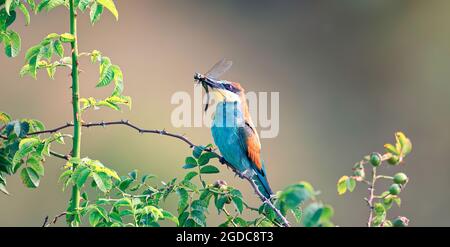 L'ape-mangiatore europeo è seduto su un ramo e ha una libellula catturata nel suo becco., la foto migliore. Foto Stock