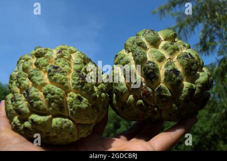 Femmine che detengono frutta fresca di crema di mele in mano, anche note come mele da zucchero o nome di sharifa Annona squamosa. . Foto Stock