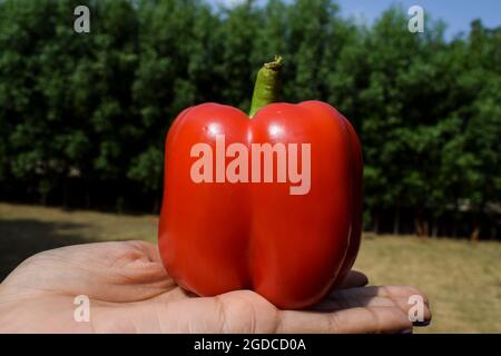 Peperone rosso chiaro o peperone dolce conosciuto anche come capsicum rosso buona qualità. Peperoni rossi scuri in mano in verde natura sfondo Foto Stock