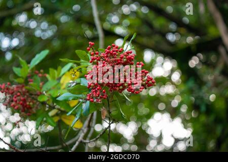 Il peperone di rosa (Schinus terebintifolia) è conosciuto come il peperone brasiliano, Aroeira, l'albero del peperone allargato, Wilelaiki, l'albero di Christmasberry e l'Holl della Florida Foto Stock