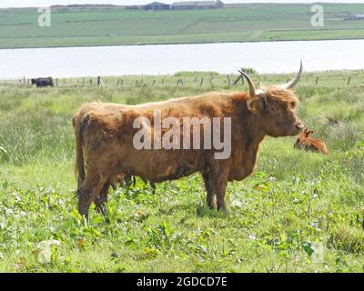 HIGHLAND bestiame. Foto: Tony Gale Foto Stock