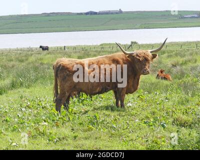 HIGHLAND bestiame. Foto: Tony Gale Foto Stock