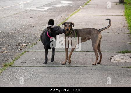 Un cane marrone Mongrel è bagnato e ottiene un bacio da un cane nero sul marciapiede Foto Stock