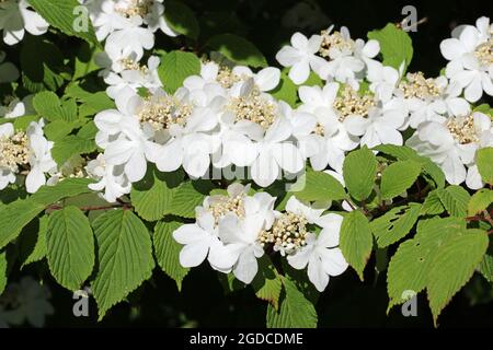 Bush di palle di neve giapponese di inizio stagione, Viburnum plicatum forma varietà di tomentosum Rosa bellezza, fiori bianchi prima che girino rosa con un backgro offuscato Foto Stock