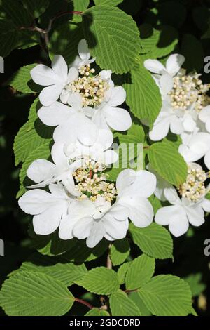 Bush di palle di neve giapponese di inizio stagione, Viburnum plicatum forma varietà di tomentosum Rosa bellezza, fiori bianchi prima che girino rosa con un backgro offuscato Foto Stock