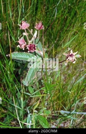 Areggi porpora, cinquefoil palude e cinquefoil palude, Sumpf-Blutauge, Comarum palustre, tőzegeper, Europa Foto Stock