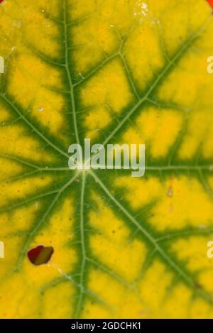 La consistenza della foglia di nasturzio è ravvicinata con il colore cambiato da verde a giallo dal freddo. Foto Stock