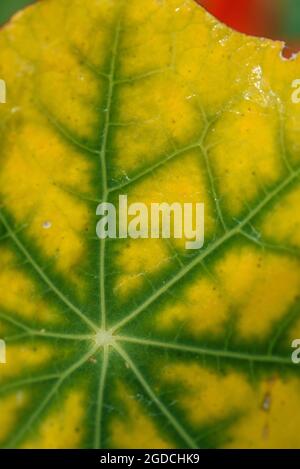 La consistenza della foglia di nasturzio è ravvicinata con il colore cambiato da verde a giallo dal freddo. Foto Stock