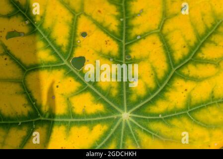 La consistenza della foglia di nasturzio è ravvicinata con il colore cambiato da verde a giallo dal freddo. Foto Stock