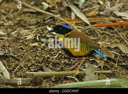 Pitta di Gurney (Hydrornis gurneyi) maschio adulto sul pavimento della foresta Khao Nor Chuchi, Thailandia Febbraio Foto Stock