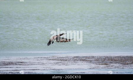 Cormorano nero che sorvola il mare. Il grande cormorano, Phalacrocorax carbo, conosciuto come il grande cormorano nero, o lo shag nero. Foto Stock