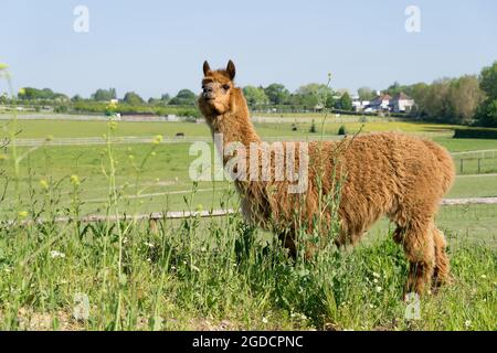 Vista laterale di un alpaca marrone su una collina in un campo agricolo nel Kent Inghilterra Foto Stock