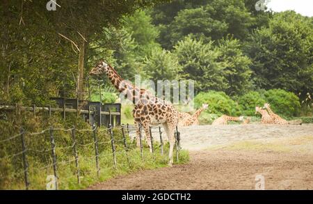 Giraffe herd, famiglia che si erge insieme sullo zoo in una calda giornata estiva Foto Stock