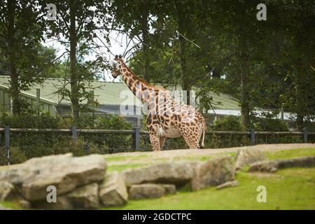 Giraffe herd, famiglia che si erge insieme sullo zoo in una calda giornata estiva Foto Stock