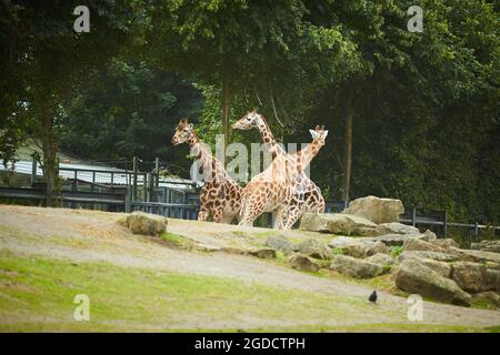 Giraffe herd, famiglia che si erge insieme sullo zoo in una calda giornata estiva Foto Stock
