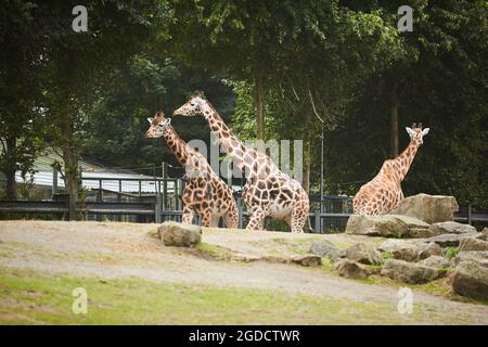 Giraffe herd, famiglia che si erge insieme sullo zoo in una calda giornata estiva Foto Stock