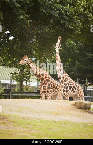Giraffe herd, famiglia che si erge insieme sullo zoo in una calda giornata estiva Foto Stock